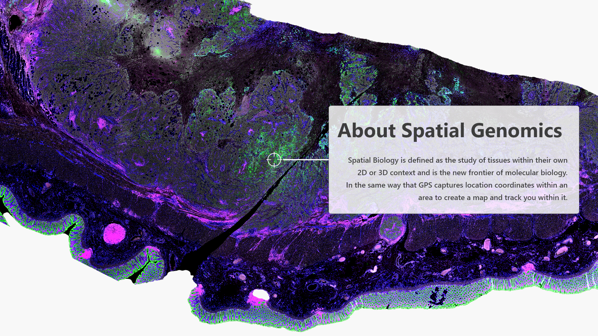 About Spatial LifeStrands